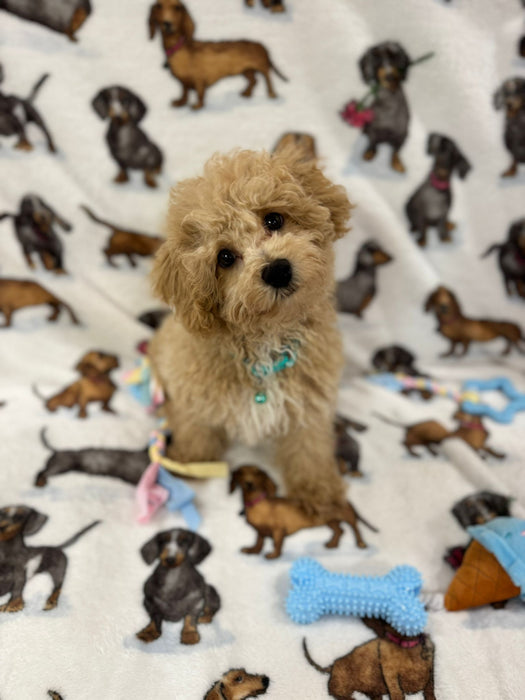 TURBO (Bichon Poodle)