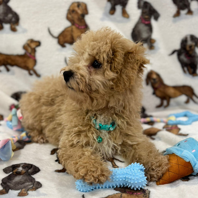 TURBO (Bichon Poodle)