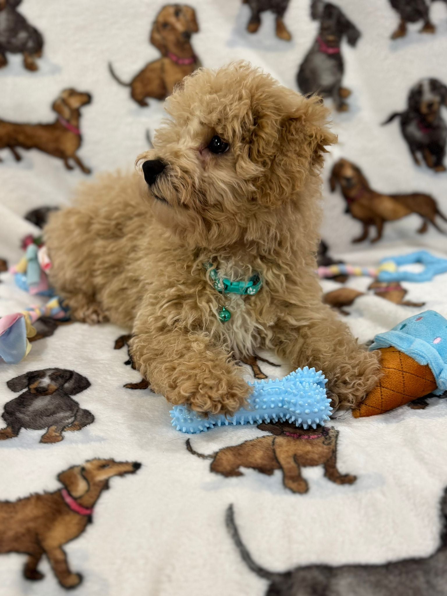 TURBO (Bichon Poodle)