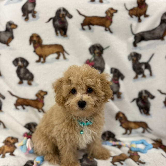 TURBO (Bichon Poodle)