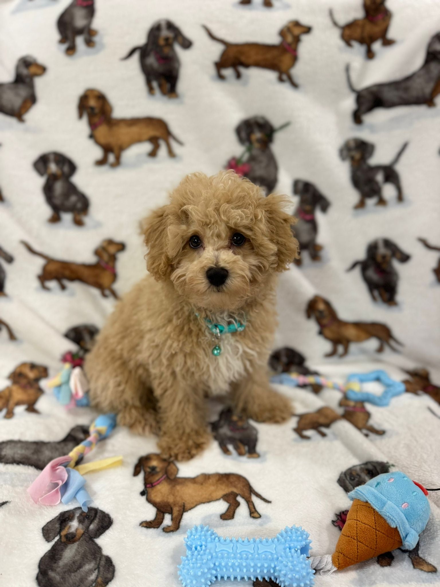 TURBO (Bichon Poodle)