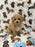 TURBO (Bichon Poodle)