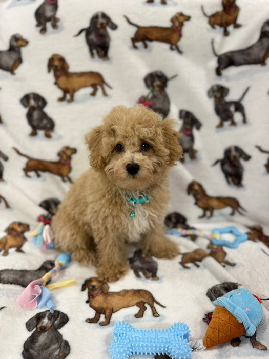 TURBO (Bichon Poodle)