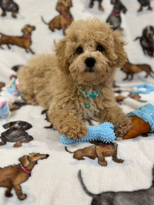 TURBO (Bichon Poodle)