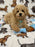 TURBO (Bichon Poodle)