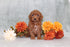 Tay (Miniature Poodle)