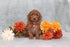 Tay (Miniature Poodle)