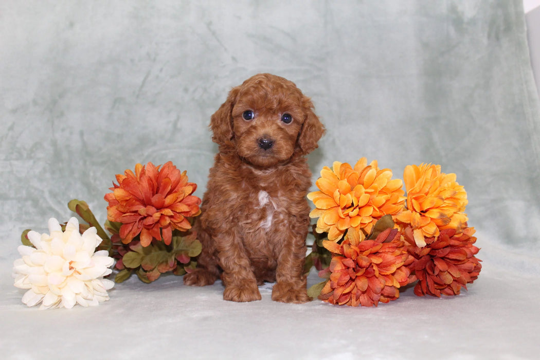 Tay (Miniature Poodle)