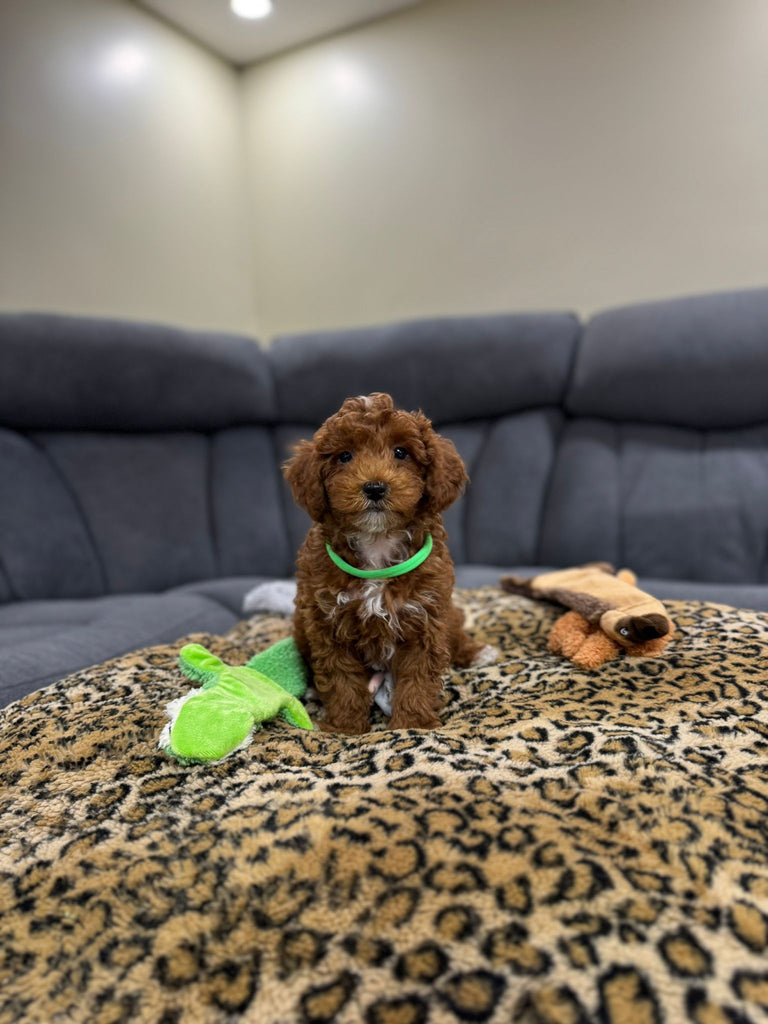 Toby (Toy/Mini Poodle) — PAWPPIESPLUG