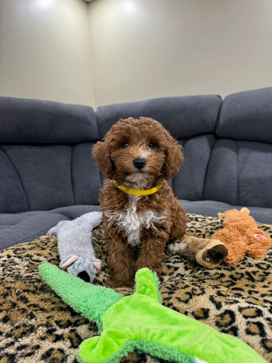 Tony (Toy/Mini Poodle)