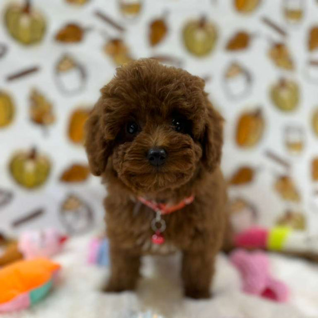 BAMBI (Red Toy Poodle)