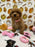 BEAN (Toy Poodle)