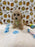 ROBBY (Bichon Poodle)
