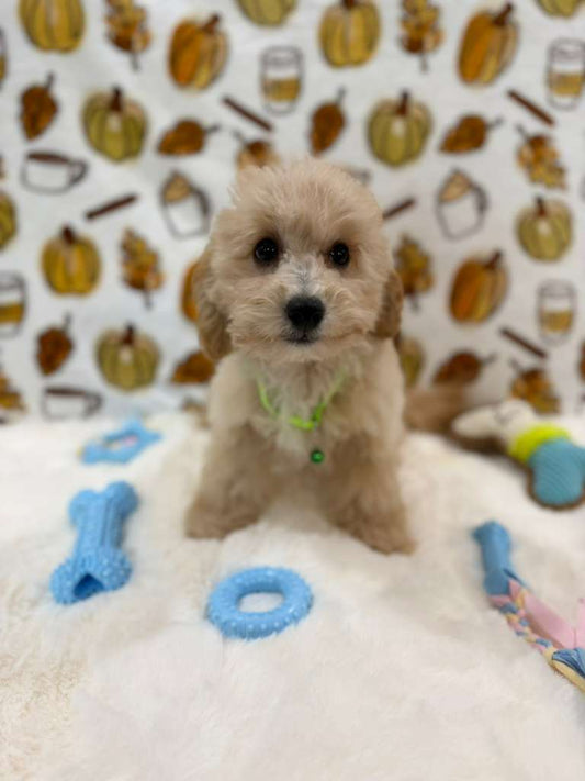 ROBBY (Bichon Poodle)