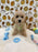 ROBBY (Bichon Poodle)