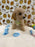 ROBBY (Bichon Poodle)