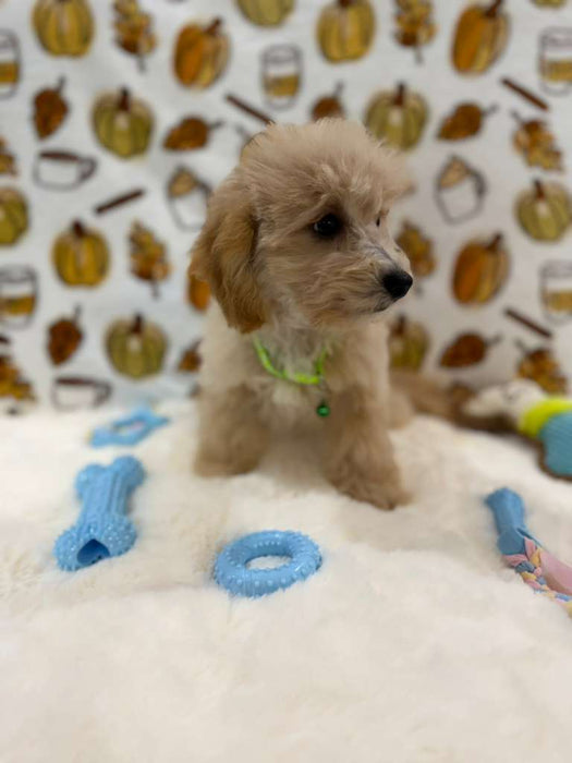 ROBBY (Bichon Poodle)
