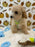 ROBBY (Bichon Poodle)