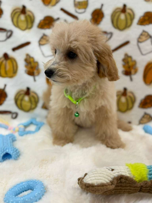 ROBBY (Bichon Poodle)
