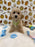 ROBBY (Bichon Poodle)