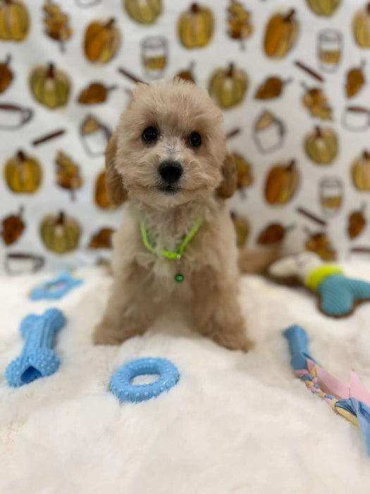 ROBBY (Bichon Poodle)