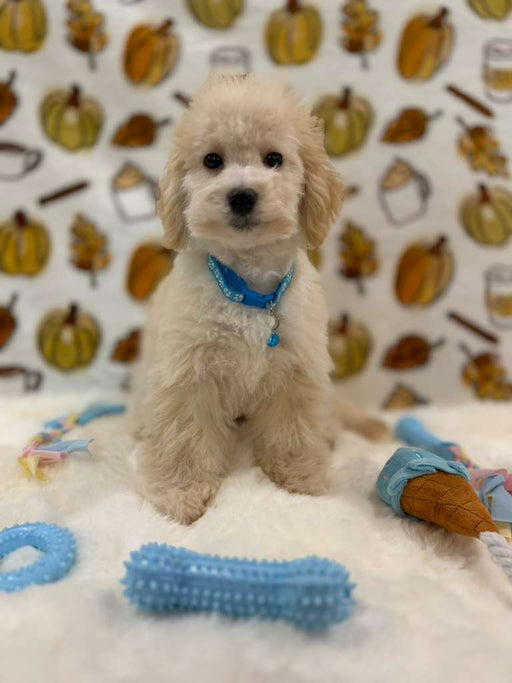 RONNY (Bichon Poodle)