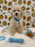 RONNY (Bichon Poodle)