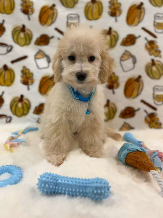 RONNY (Bichon Poodle)