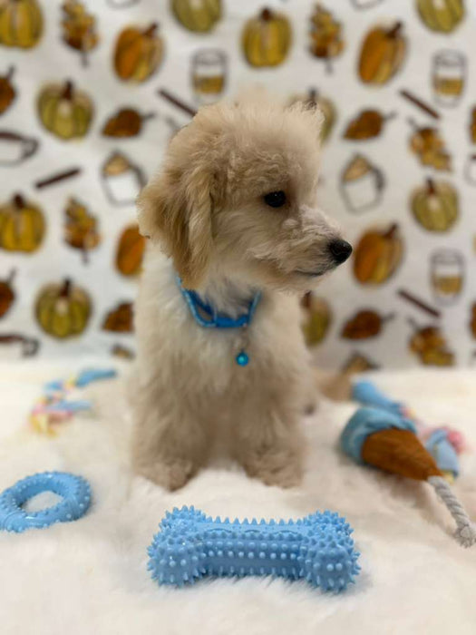 RONNY (Bichon Poodle)