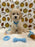 RONNY (Bichon Poodle)