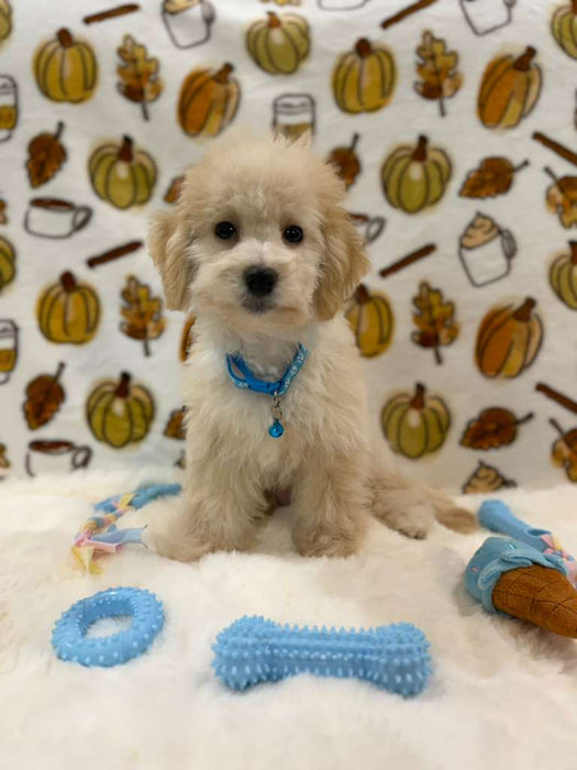 RONNY (Bichon Poodle)
