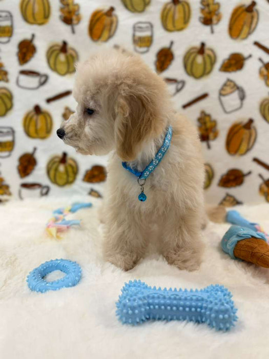 RONNY (Bichon Poodle)