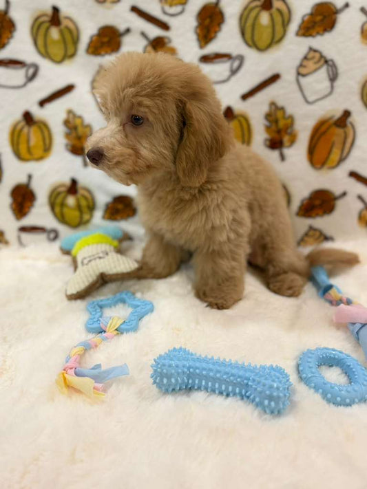 RINO (Bichon Poodle)