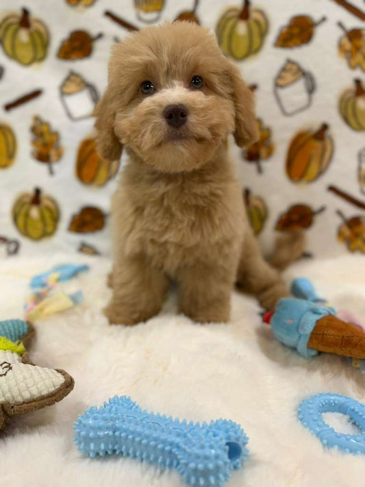 RINO (Bichon Poodle)