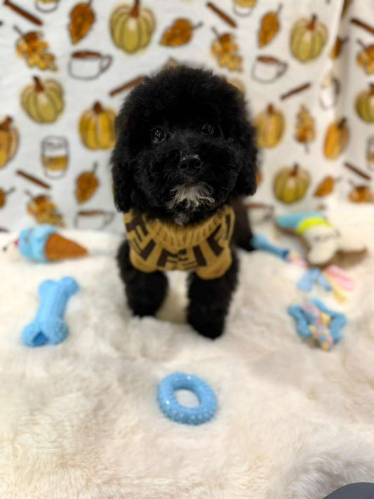 KING (Mini Poodle)