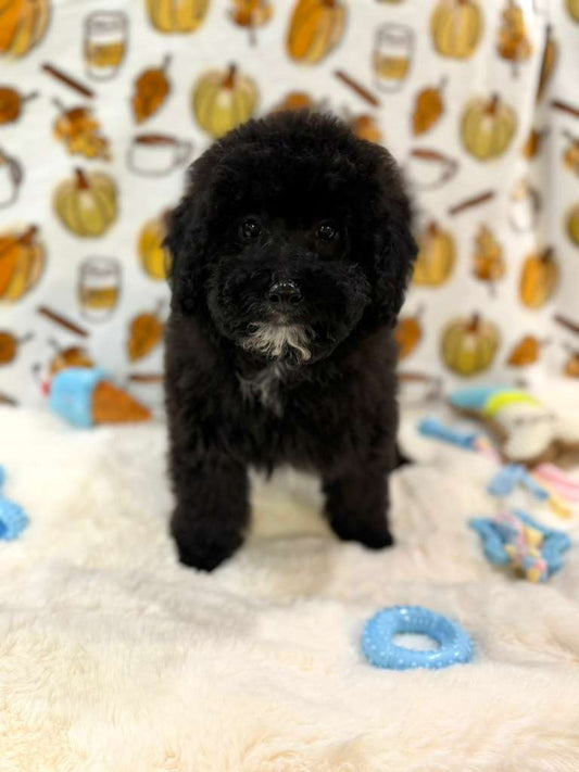 KING (Mini Poodle)