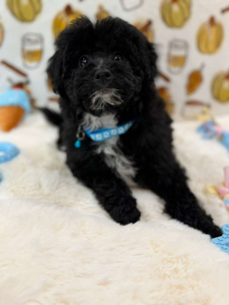 KEV (Mini Poodle)