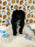 KEV (Mini Poodle)