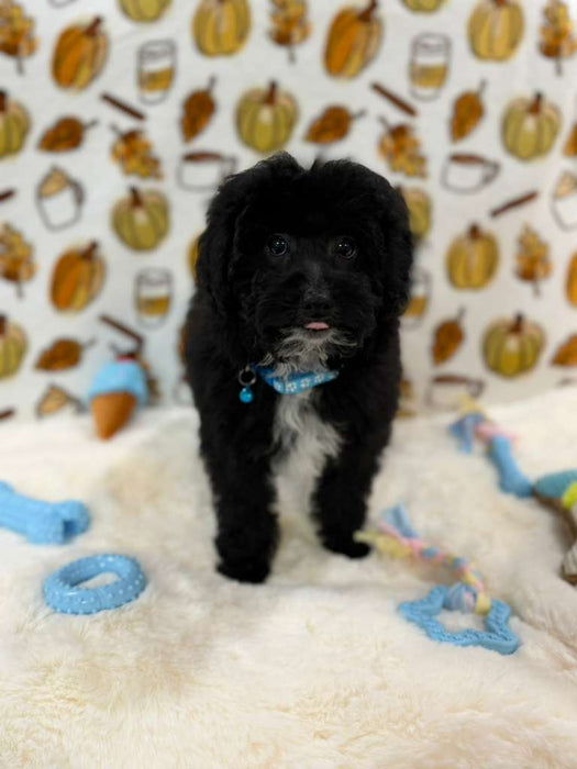 KEV (Mini Poodle)
