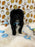 KEV (Mini Poodle)
