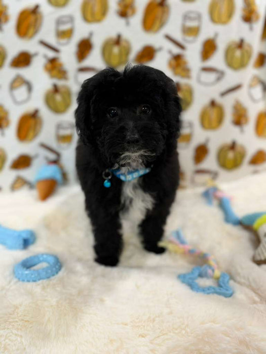 KEV (Mini Poodle)