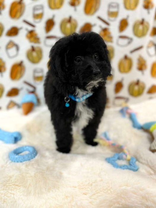KEV (Mini Poodle)