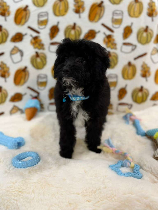 KEV (Mini Poodle)