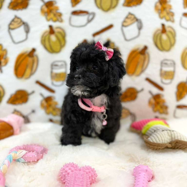 KIKI (Mini Poodle)