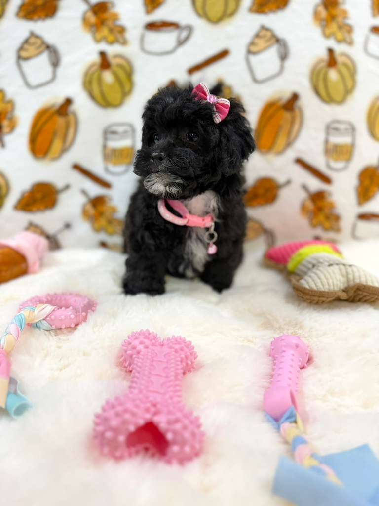 KIKI (Mini Poodle)