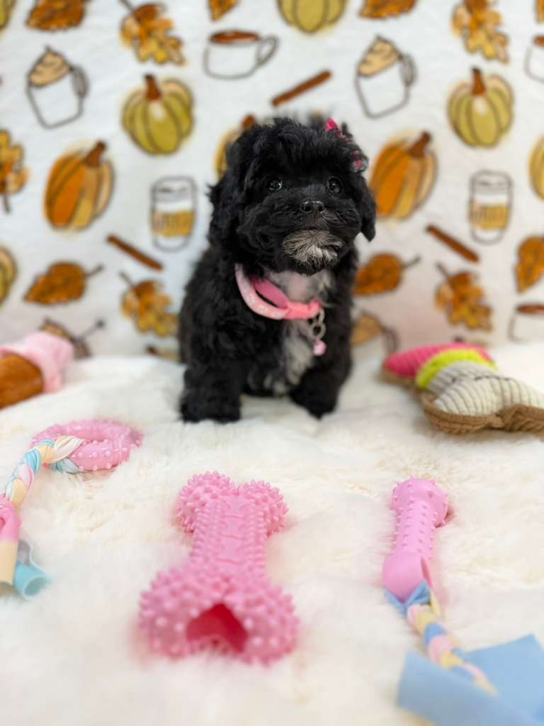 KIKI (Mini Poodle)