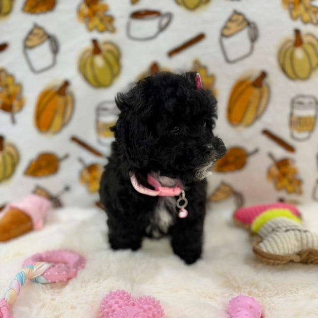 KIKI (Mini Poodle)