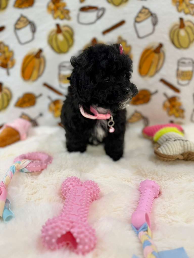 KIKI (Mini Poodle)