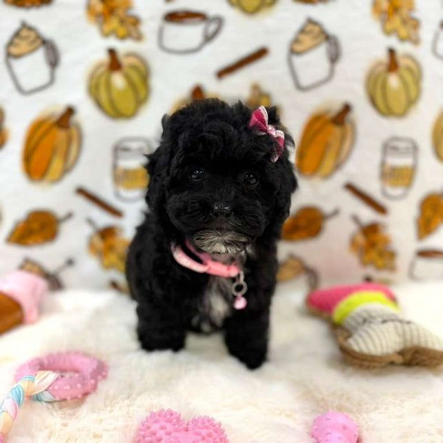 KIKI (Mini Poodle)