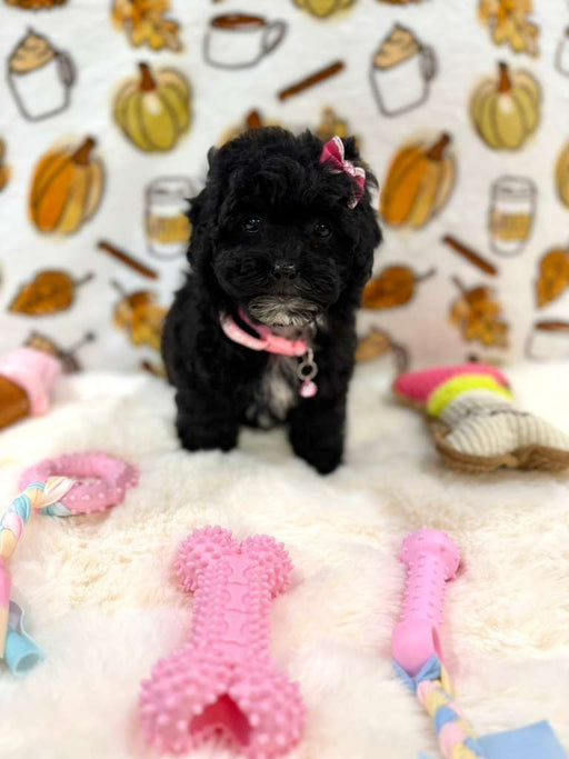 KIKI (Mini Poodle)